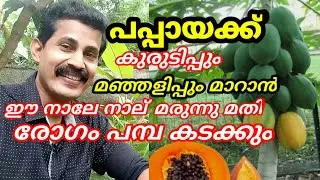 പപ്പായയുടെ കുരുടിപ്പും മഞ്ഞളിപ്പും മാറാൻ ഈ നാലേ നാല് മരുന്നു മതി/ papaya cultivation tips Malayalam