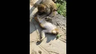 The Surprising Secret Life of Monkeys (Funny Animal)