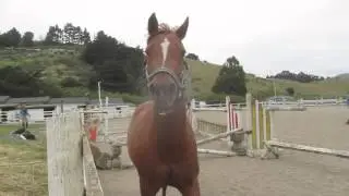 Free Jumping horses: Shooter