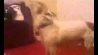 My Dog Buster, singing his favourite song