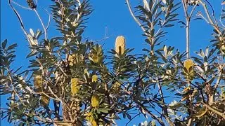 Banksia Integrifolia