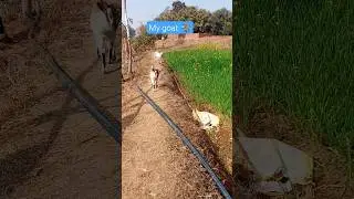 my goat 🐐 children very nice l goat short video