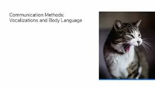 All About Cats