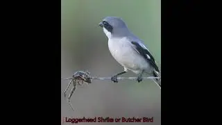 Loggerhead Shrike aka Butcher Bird