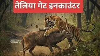 Tiger encounters Sambar deer Teliya Buffer Zone Amazing wildlife Moments video Pench tiger reserve 