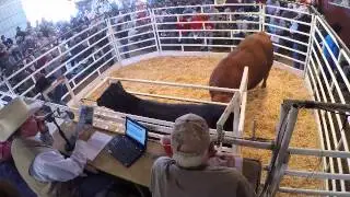 Post Rock Cattle Co. Bull & Female Sale 2015