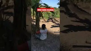 Akiba mabok kecubung #survivalalam #petualangmakanan #kecubungborneo  #makananalam #mabok #kecubung