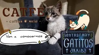 Visitamos CATF&Eacute; SANTANDER  Coffe&cats una cafeter&iacute;a s&uacute;per especial