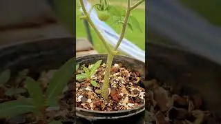 My New Experiment: Organic Cherry Tomato Growing Using The Old Branch