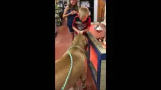 Mastiff Meeting Baby Chickens | Summer Fun At Pet Food Depot | Dog Socialization