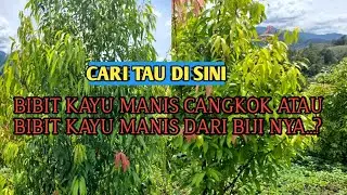 Perbedaan Bibit kayu manis cangkok dan biji kayu manis