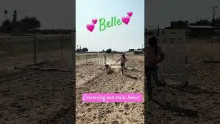Spending time exercising our mini horse, Belle today. They need exercise, just like big horses.
