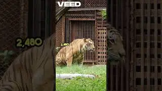 Philippines' Best Zoos Visitor Trends Revealed!