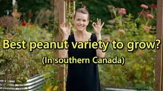 What peanut grows (the best) in Canada? Valencia vs Annapolis Select