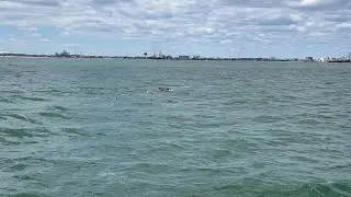 Bottlenose dolphins off of Wildwood, New Jersey.