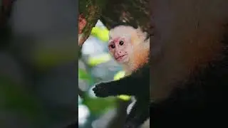 Costa Rica Wildlife: White-faced capuchin monkeys