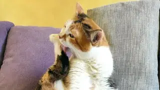 Relaxing CAT Ukraine CAT WORKING HARD The CAT LADY TARA YOGA #relaxing #cat #cute #funny #funnyvideo
