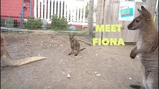 Canadas only swamp wallaby 🦘  | Meet Fiona 🇨🇦