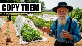 How Are Amish Gardens So Resilient To Extreme Heat?