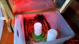 Incubator and Brooder Room
