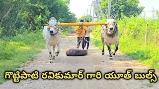 గొట్టిపాటి రవికుమార్ గారి యూత్ బుల్స్|| రైట్ సైడ్ గిత్త టెంపర్ _ లెఫ్ట్ సైడ్ శింబ గిత్త J.పంగులూరు