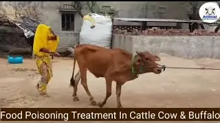 Food Poisoning Treatment In Cattle