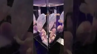 Эмбрион 13 недель