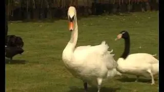 Black Necked Swan