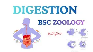 Digestion in tamil/Types of Digestion-Intercellular and extracellular Digestion in tamil Bsc Zoology