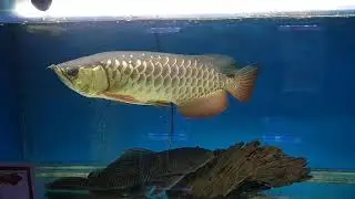 High Back Red Tail Golden Arowana June 26, 2020