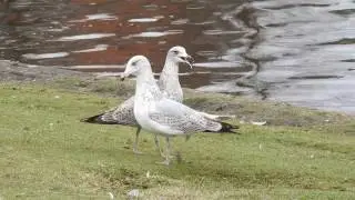 Sub-adult Herring Gulls showing pair-bonding behaviour? - 20170217