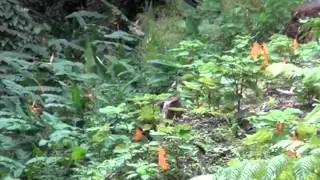 Hawaii Invasive Species