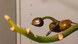 Orchid Blooming TimeLapse