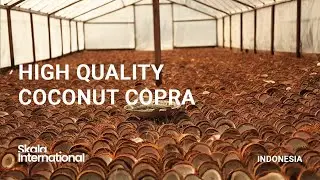 Coconut Copra factory in indonesia | Skala International