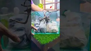 😱Planted Tank Setup🌿! #shrots #ytshorts #aquarium #fish #animals #gardening #plants #pets #nature