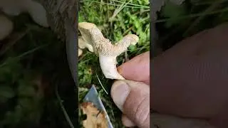 Pilze/Fungi. Hydnum repandum.  Ежовик жёлтый