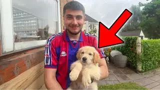 Update on my Dog ''Silas Adeyemi Aarons''