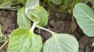 Gardening = Motivation + Peace | organic Garden Journey #viral #gardening