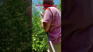 Put a squirt of dish soap in an ortho sprayer to get rid of wasps on aspens #aspen #wasps #aphids
