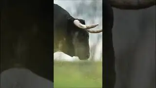 TOROS de BALTASAR IB&Aacute;N. As&iacute; viven en El Escorial