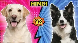 Labrador Vs Border Collie: Which breed is the best? Hindi | Dog Breeds Comparison| Dog Facts India