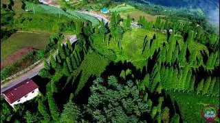 Guranse | Chhathar Jorpati Rural Municipality Dhankuta | गुराँसे | छथर जोरपाटी गाउँपालिका धनकुटा 