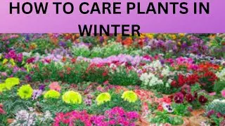 how to care plants in winter/ kitchen gardening and plants/hindi/urdu.