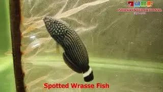 Marine fish Spotted Wrasse Fish | Indian Ocean Fish | Aquarium Fish Farm