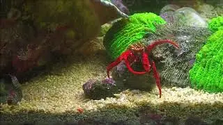 Interesting behavior among Cardinal fish in a reef aquarium