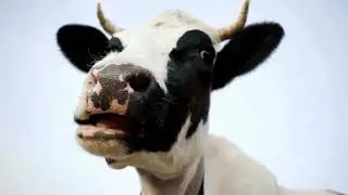 10 udderly fascinating facts about Cows