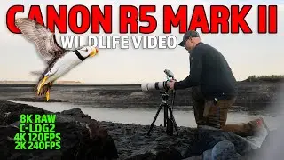 Canon R5 Mark II &mdash; исключительное совершенство для видеосъемки дикой природы