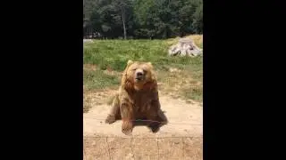 Waving bear @ Olympic game farm