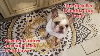 The Most Pet Friendly Rug Ever--The Ultimate Washable Rug