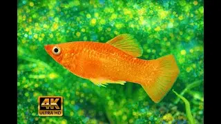 Night Aquarium 🌊 Relax & Fall Asleep